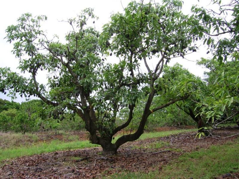 410 Flaxton Drive, Flaxton QLD 4560