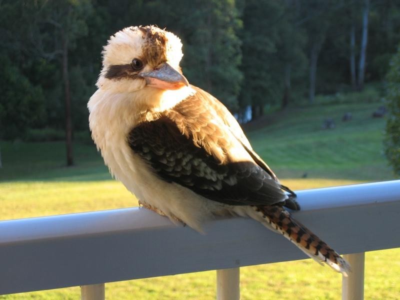 64 Johnson Road, Mapleton QLD 4560
