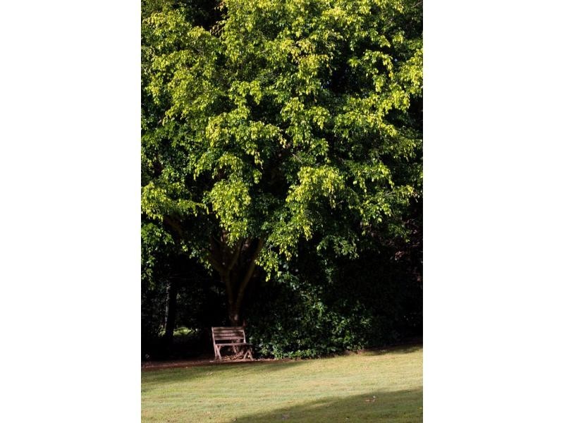 1 Cycad Place, Flaxton QLD 4560