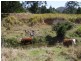 1298 Obi Obi Road, Kidaman Creek QLD 4574