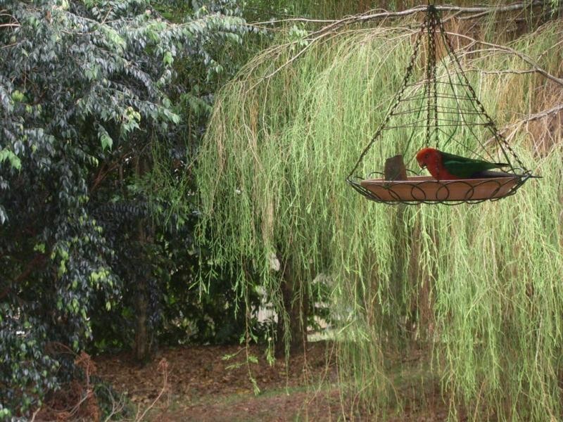 43 Western Avenue, Montville QLD 4560