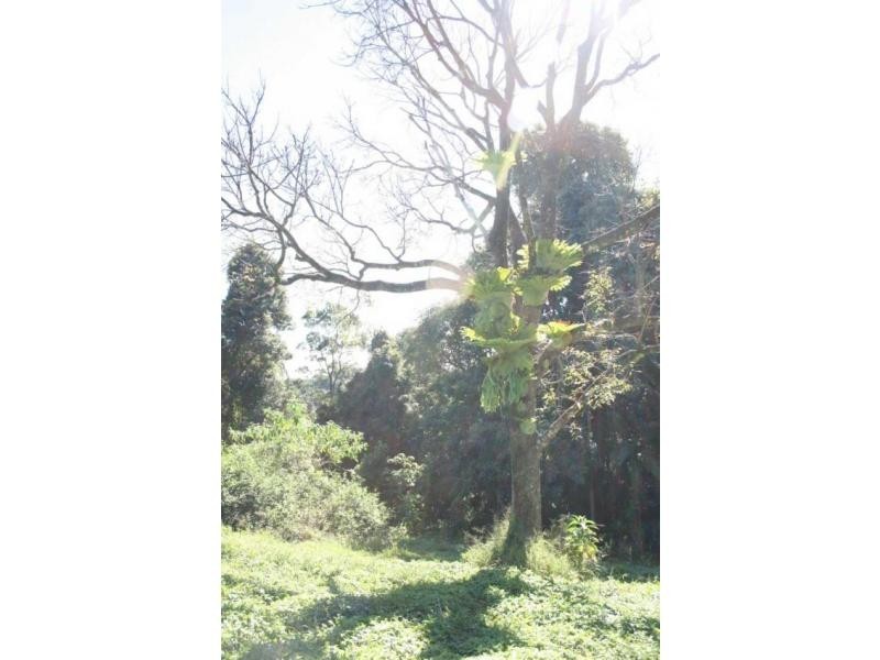 16 Cycad Place, Flaxton QLD 4560