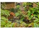 23 Deodar Court, Mapleton QLD 4560