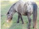 Gheerulla QLD 4574
