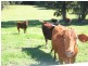 Dulong QLD 4560