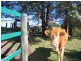 Dulong QLD 4560