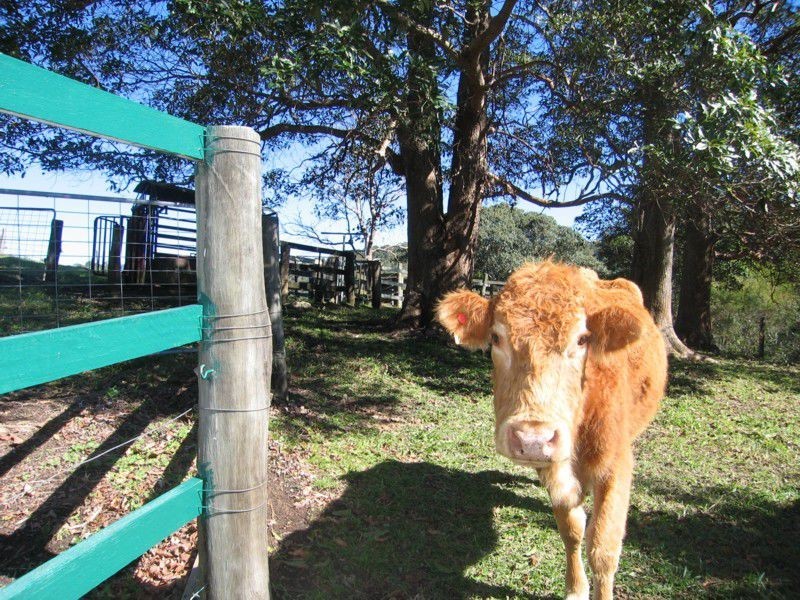 Dulong QLD 4560