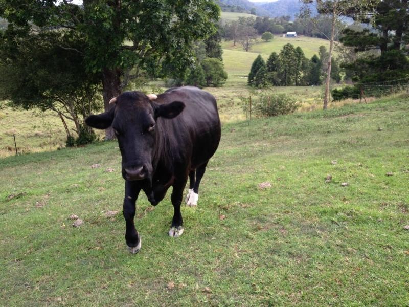 Kidaman Creek QLD 4574