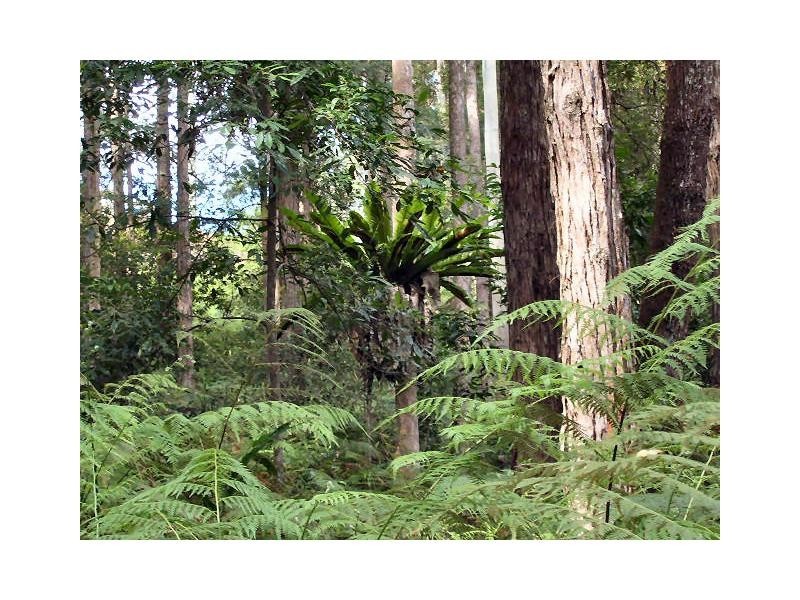 119 Delicia Road, Mapleton QLD 4560