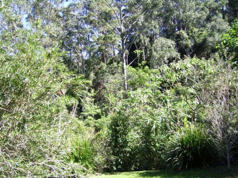 77 Kondalilla Falls Road, Montville QLD 4560