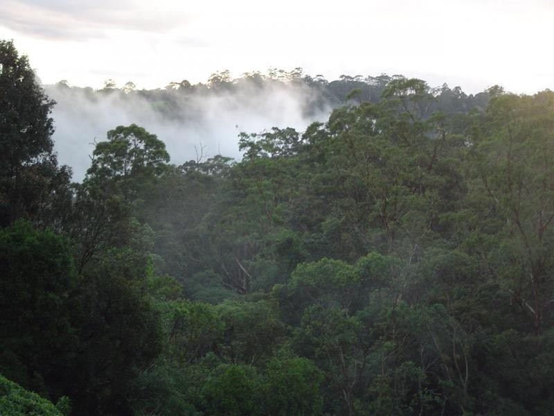 77 Kondalilla Falls Road, Montville QLD 4560