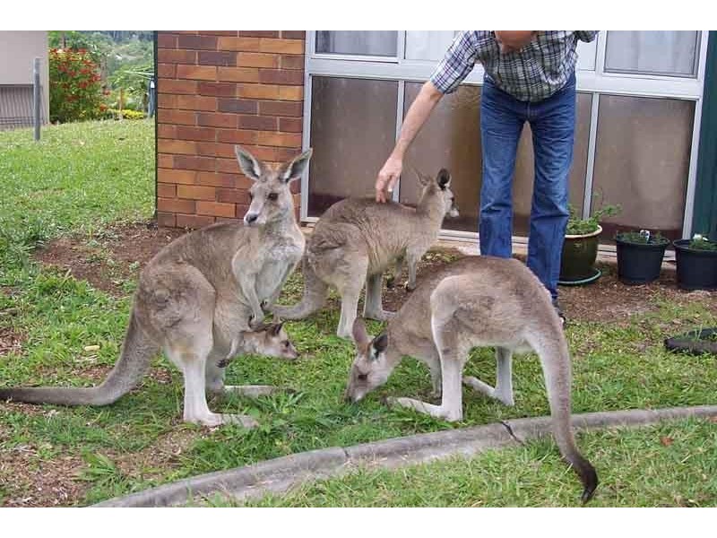 20 Karawatha Street, Buderim QLD 4556