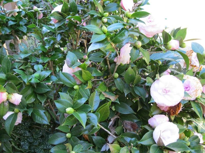 294 Bli Bli Road, Bli Bli QLD 4560