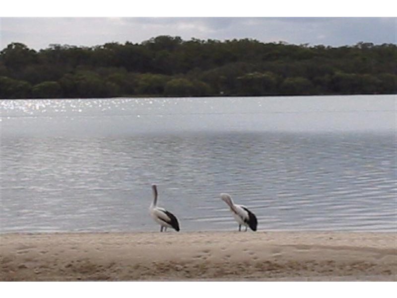 135 Bradman Avenue, Maroochydore QLD 4558