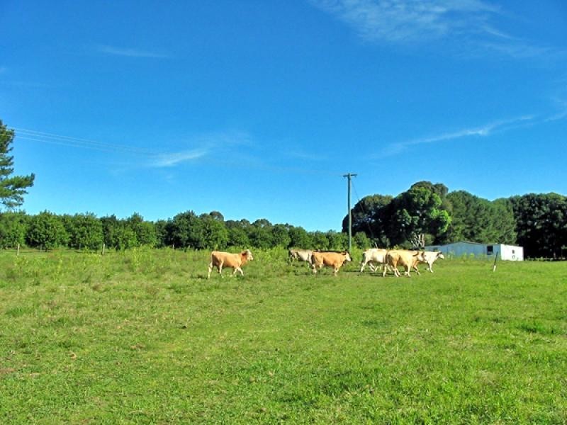 330 Cowlong Road, Mcleans Ridges NSW 2480