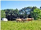 330 Cowlong Road, Mcleans Ridges NSW 2480
