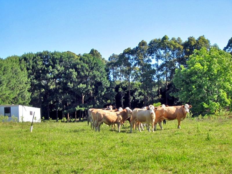 330 Cowlong Road, Mcleans Ridges NSW 2480