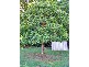 330 Cowlong Road, Mcleans Ridges NSW 2480