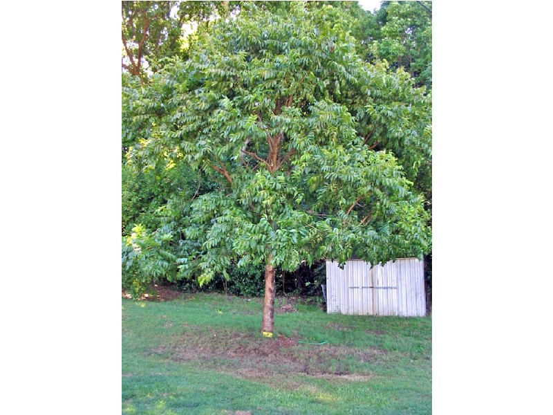 330 Cowlong Road, Mcleans Ridges NSW 2480