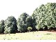 113 Connor Road, Tregeagle NSW 2480