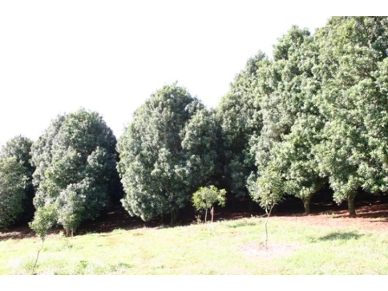 113 Connor Road, Tregeagle NSW 2480