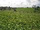Lot 3 Rees Road, Jumbunna VIC 3951