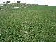 Lot 3 Rees Road, Jumbunna VIC 3951