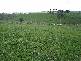Lot 3 Rees Road, Jumbunna VIC 3951
