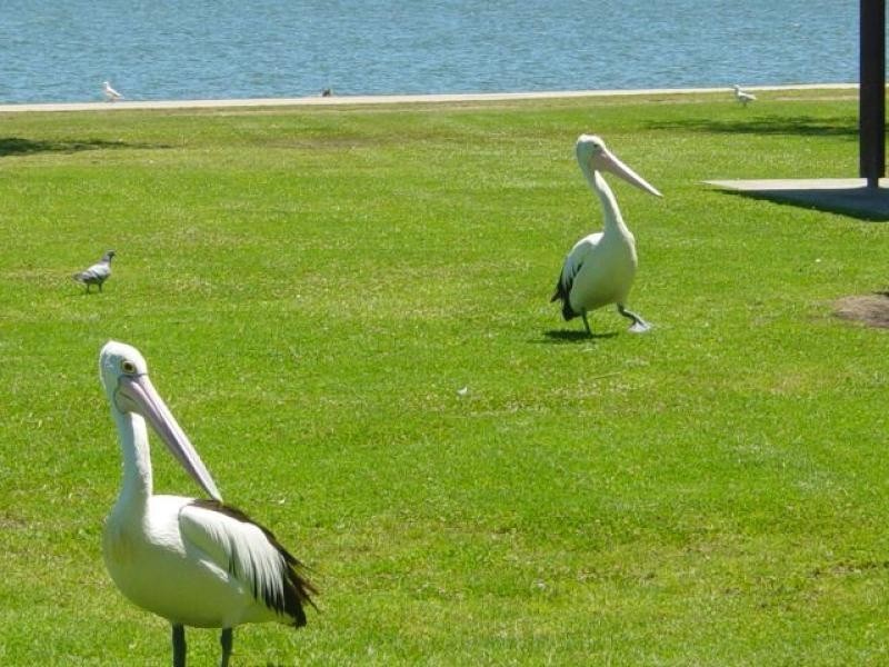 145 Broadwater Drive, Saratoga NSW 2251