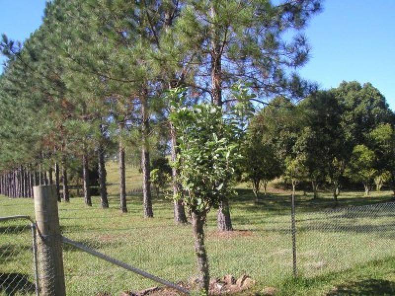 374 Braunstone Road, Braunstone NSW 2460