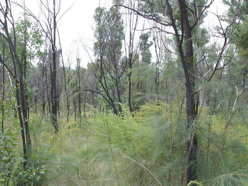 105 Deepwater Road, North Arm Cove NSW 2324