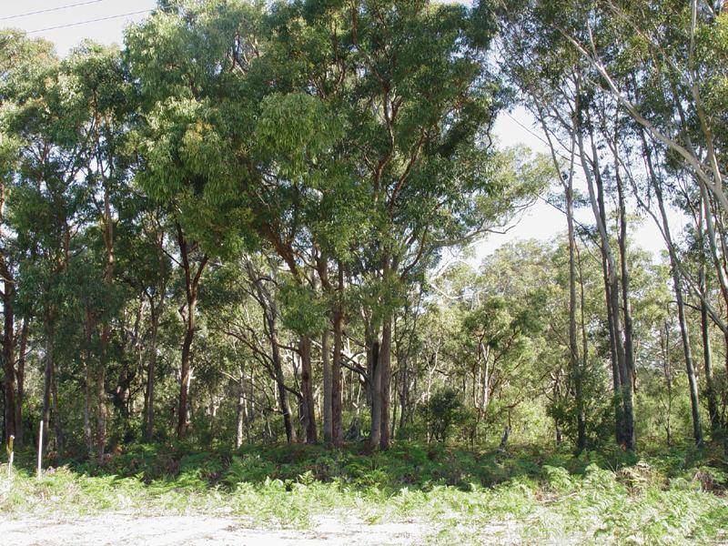 24 Warri Street, Pindimar NSW 2324