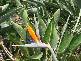 * Cowlong Road, Mcleans Ridges NSW 2480