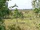 * Coraki Ellangowan Road, Coraki NSW 2471