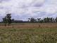 * Coraki Ellangowan Road, Coraki NSW 2471
