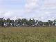 * Coraki Ellangowan Road, Coraki NSW 2471