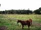 660 Keerrong Road, Keerrong NSW 2480