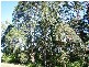 24 Highview Crescent, Modanville NSW 2480