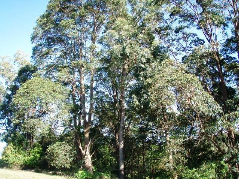 24 Highview Crescent, Modanville NSW 2480