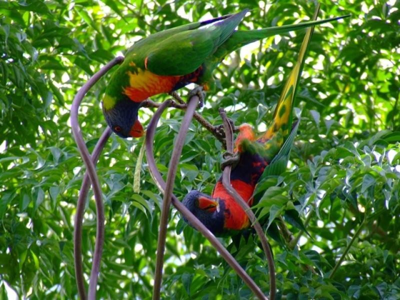 15 Spring Grove Court, Goonellabah NSW 2480