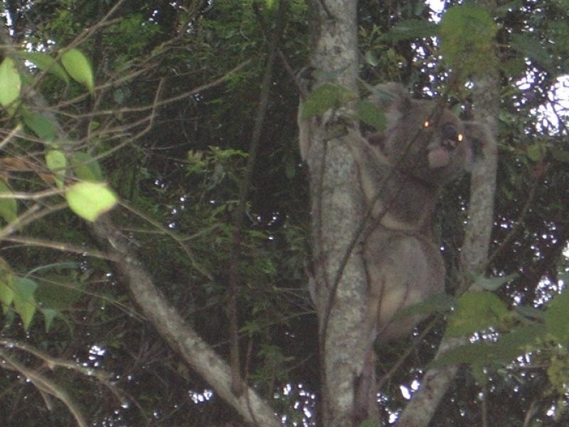 15 Spring Grove Court, Goonellabah NSW 2480