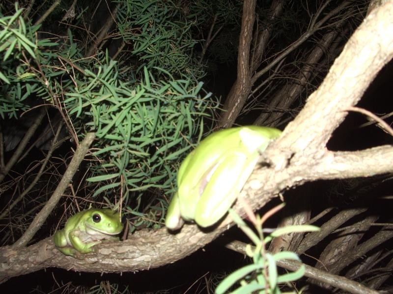 15 Spring Grove Court, Goonellabah NSW 2480