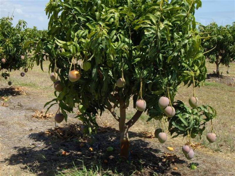 82 Weekes Road, Bowen QLD 4805