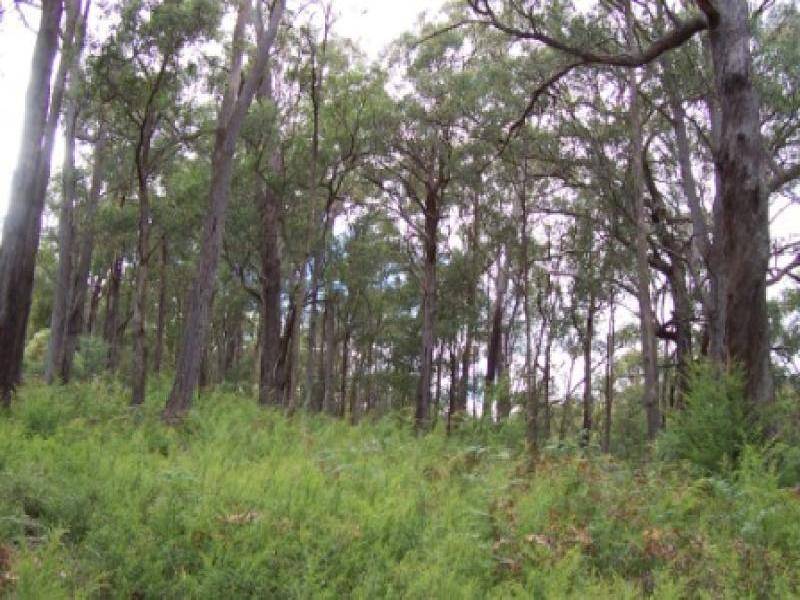 19 Yarra Valley Crescent, East Warburton VIC 3799