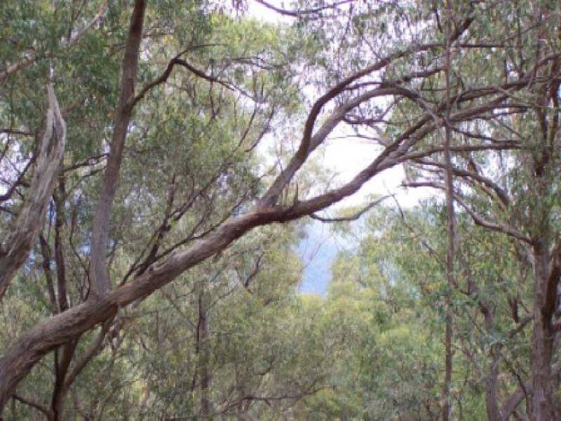 19 Yarra Valley Crescent, East Warburton VIC 3799