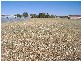 Lot 8 Railway Terrace  BALAKLAVA 5461, Balaklava SA 5461