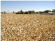 Lot 8 Railway Terrace  BALAKLAVA 5461, Balaklava SA 5461