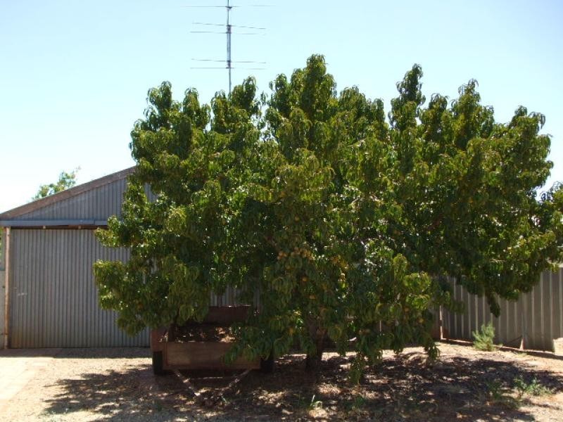 16 Francis Street  BALAKLAVA 5461, Balaklava SA 5461