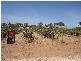 Lot 2 Torr Street MINTARO 5415, Mintaro SA 5415