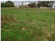 Lot 38 Florence Street BALAKLAVA 5461, Balaklava SA 5461